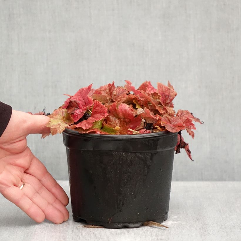 Esemplare di Tiarella cordifolia Vaso da 2L/3L come consegnato in autunno
