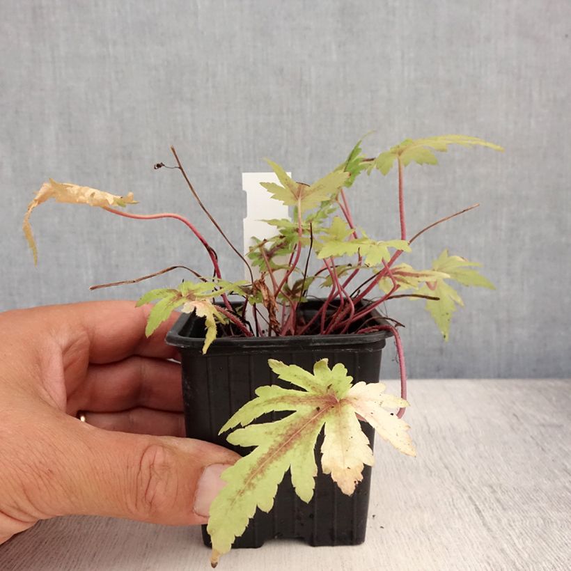 Esemplare di Tiarella Morning Star Vasetto da 8/9 cm consegnato in estate