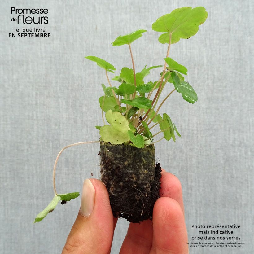 Example of Tiarella Sugar and Spice mini zolla... as you get in automne