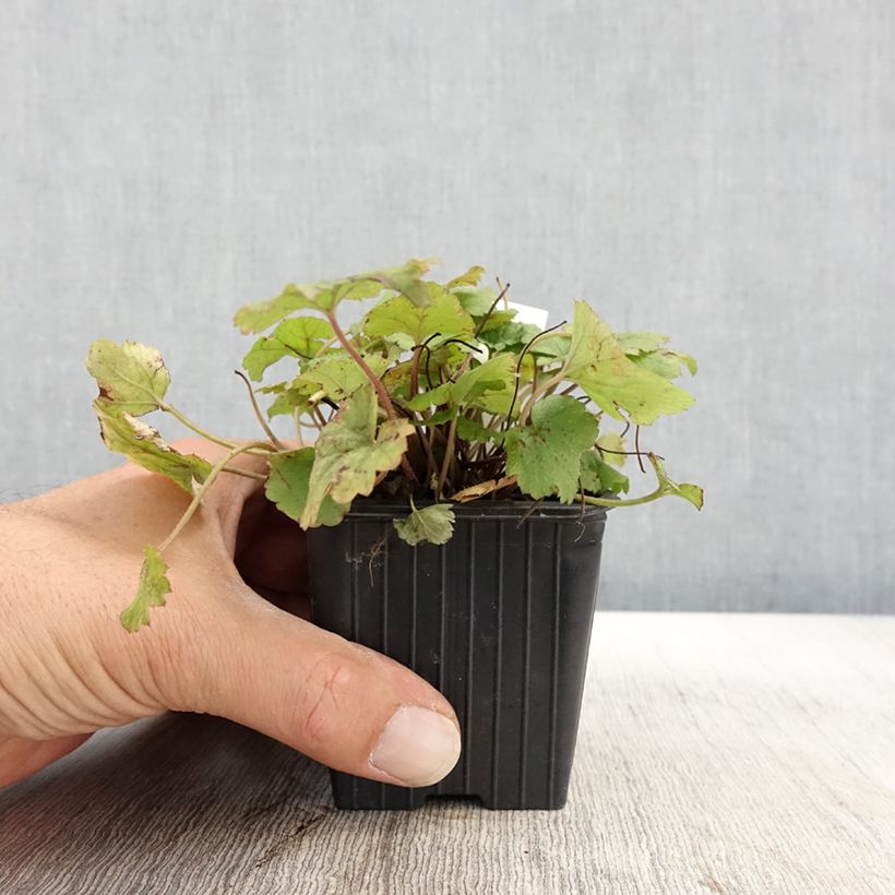 Esemplare di Tiarella Tiger Stripe Vasetto da 8/9 cm come consegnato in autunno