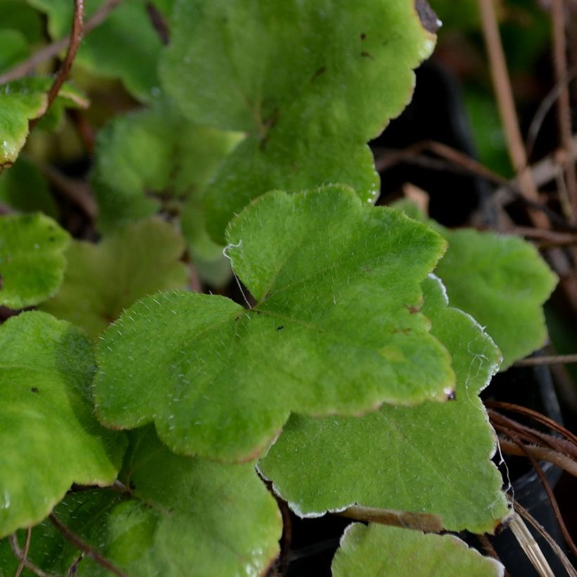 Tiarella wherryi (Foliage)