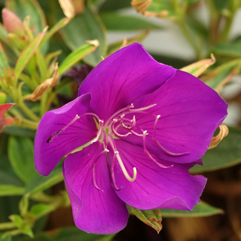 Tibouchina Groovy baby (Fioritura)
