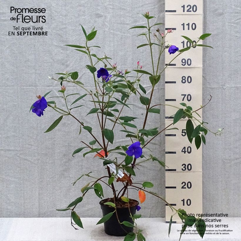 Esemplare di Tibouchina urvilleana Edwardsii Pot de 3L/4L come consegnato in autunno