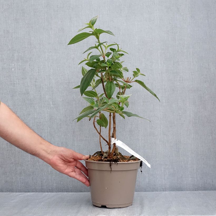 Esemplare di Tibouchina urvilleana Edwardsii Vaso da 3L/4L consegnato in estate