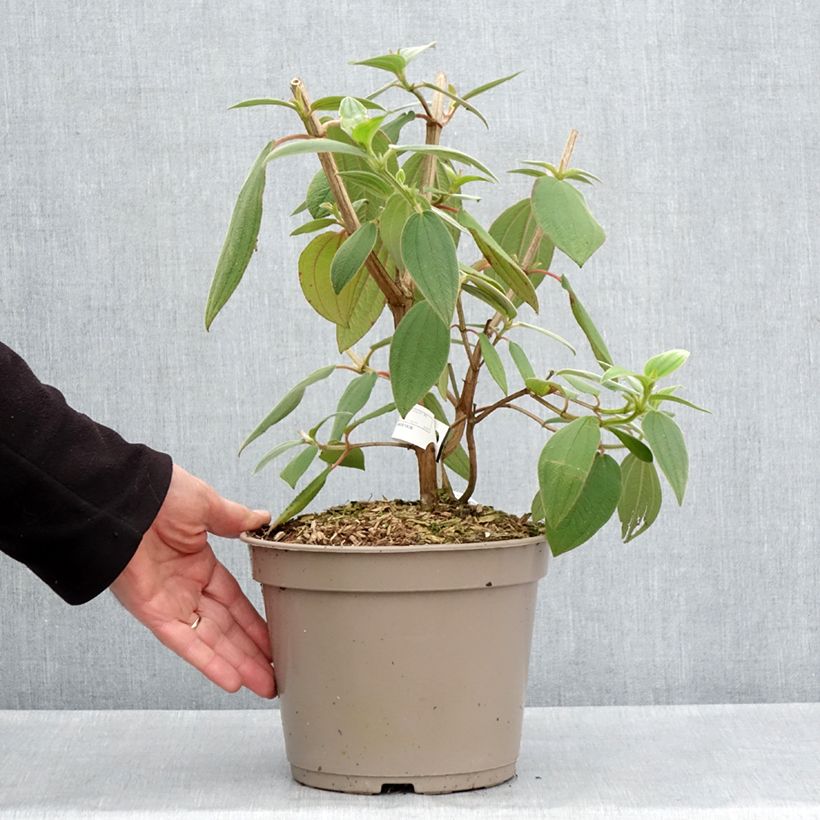 Tibouchina urvilleana Edwardsii Vaso da 3L/4L esemplare consegnato in primavera