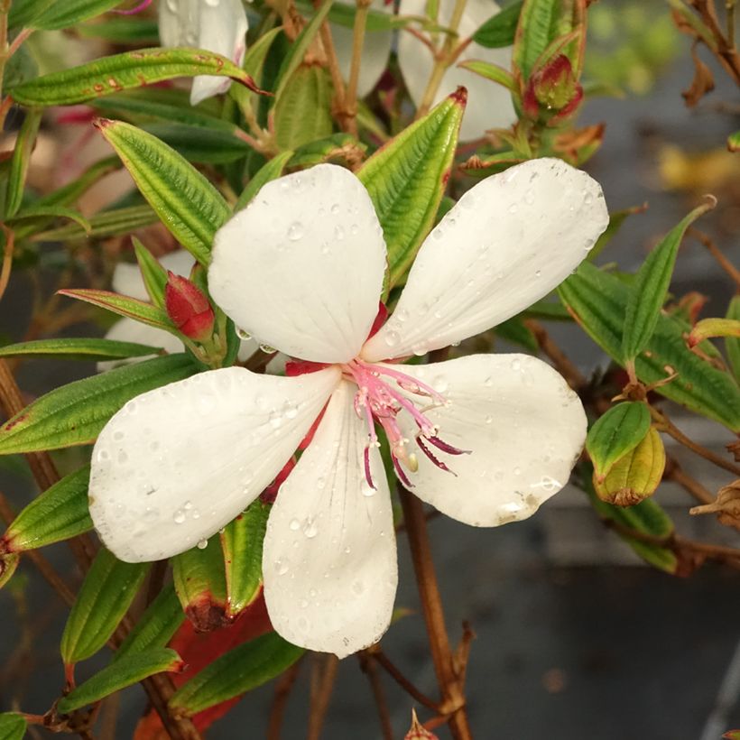 Tibouchina urvilleana Peace Baby (Flowering)