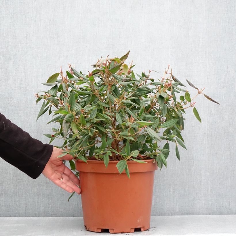 Example of Tibouchina urvilleana Peace Baby Vaso da 7,5L/10L as you get in printemps