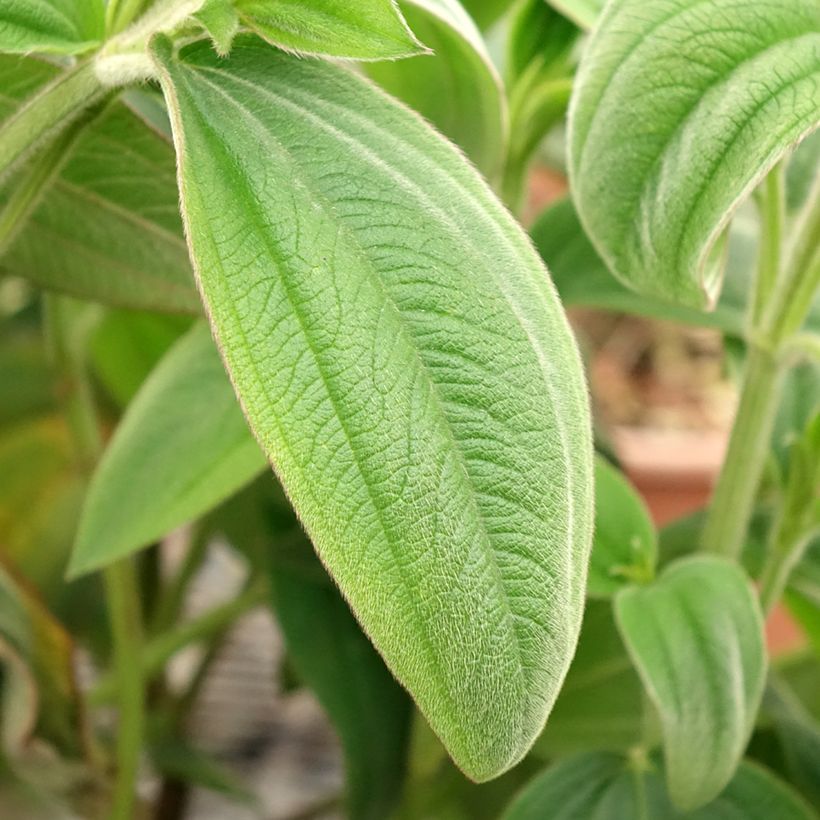 Tibouchina urvilleana (Fogliame)