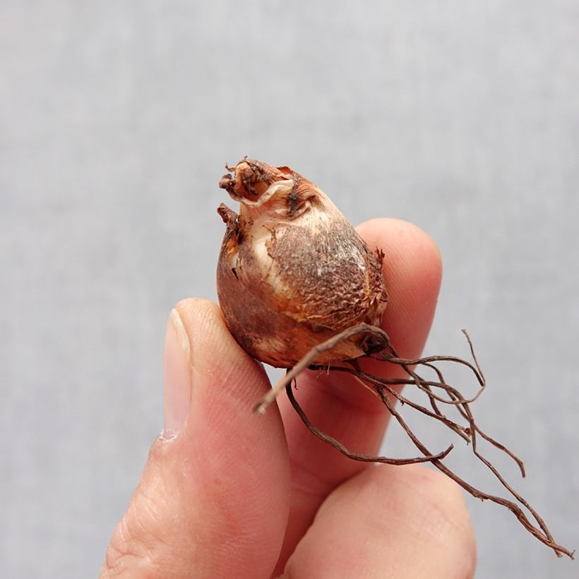 Example of Tigridia pavonia Alba Bulbo taglia 7+ as you get in printemps