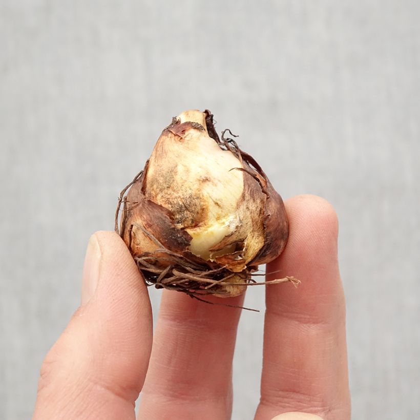 Example of Tigridia pavonia Aurea Bulbo taglia 7+ as you get in printemps