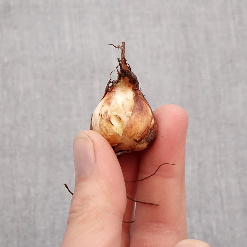 Tigridia pavonia Mix Bulbo taglia 7+ esemplare consegnato in primavera