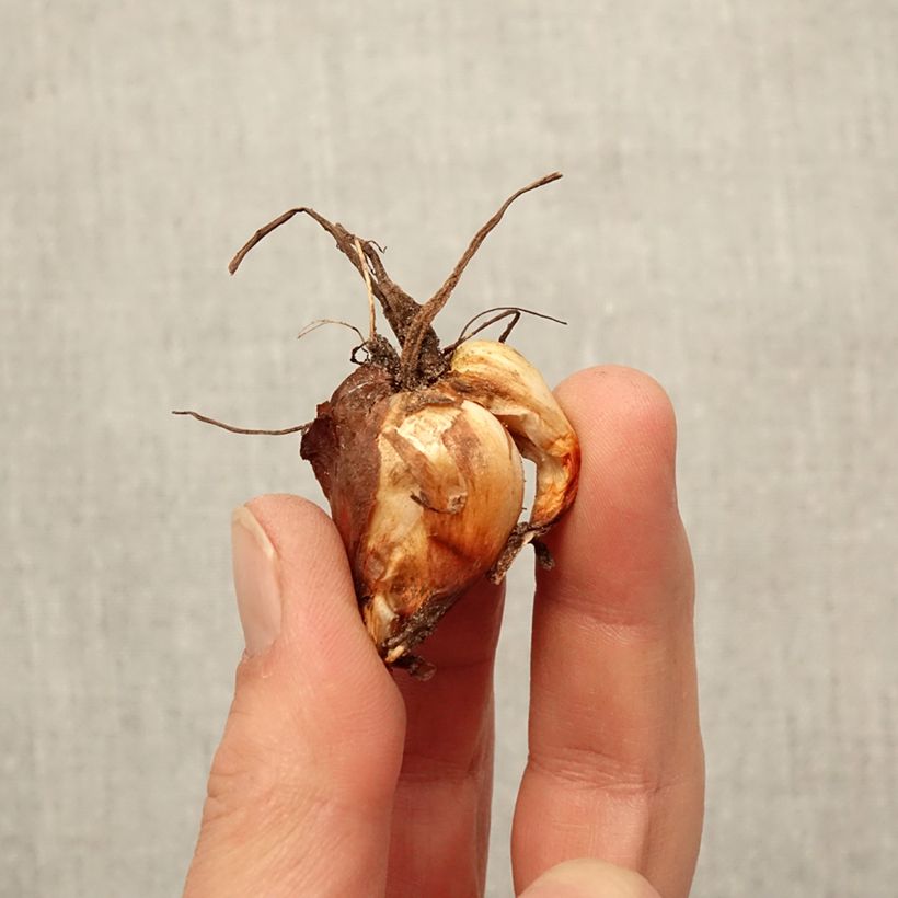 Tigridia pavonia Lilacea Bulbo taglia 7+ esemplare consegnato in primavera