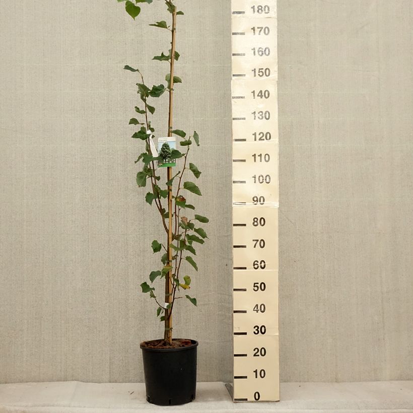 Esemplare di Tilia cordata Greenspire - Tilleul à petites feuilles Pot de 7,5L/10L come consegnato in autunno