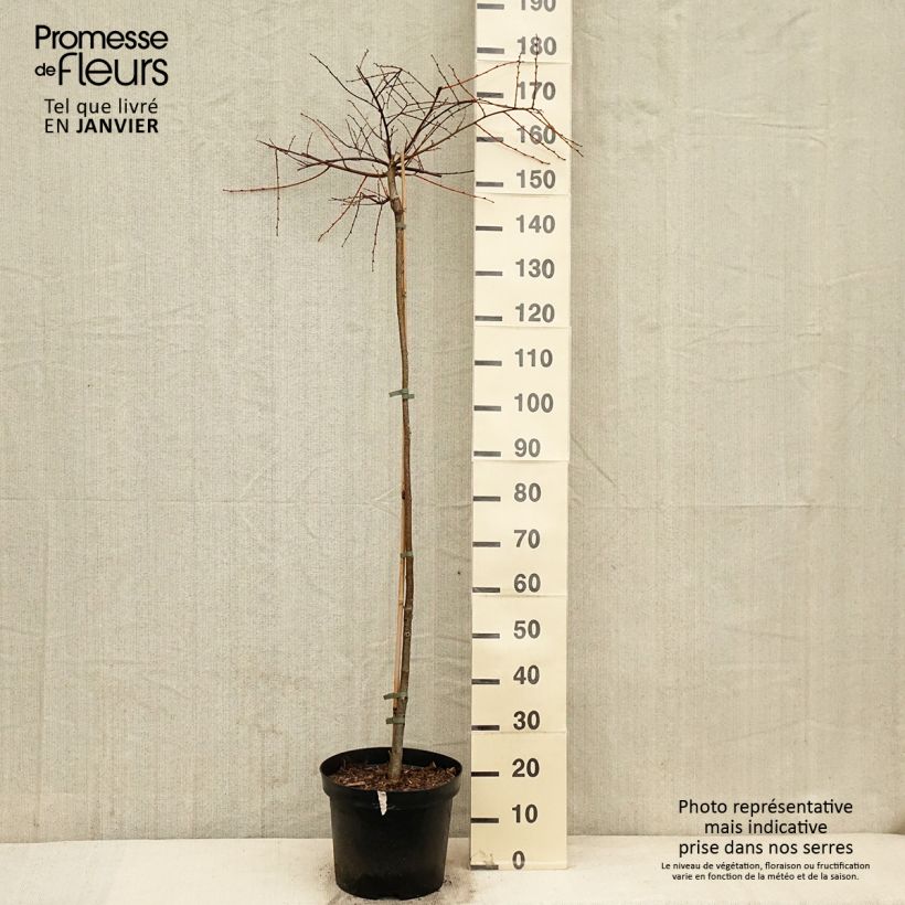 Tilia cordata Kronenberg - Tiglio selvatico Vaso da 12L/15L, Vaso impalcato esemplare consegnato in inverno