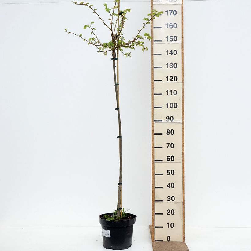 Tilia cordata Kronenberg - Tiglio selvatico Vaso da 12L/15L, Vaso impalcato esemplare consegnato in primavera