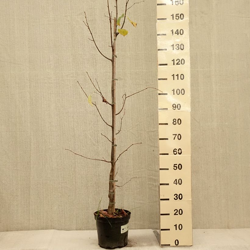 Esemplare di Tilleul à petites feuilles Swedish Upright - Tilia cordata  Pot de 7,5L/10L come consegnato in autunno