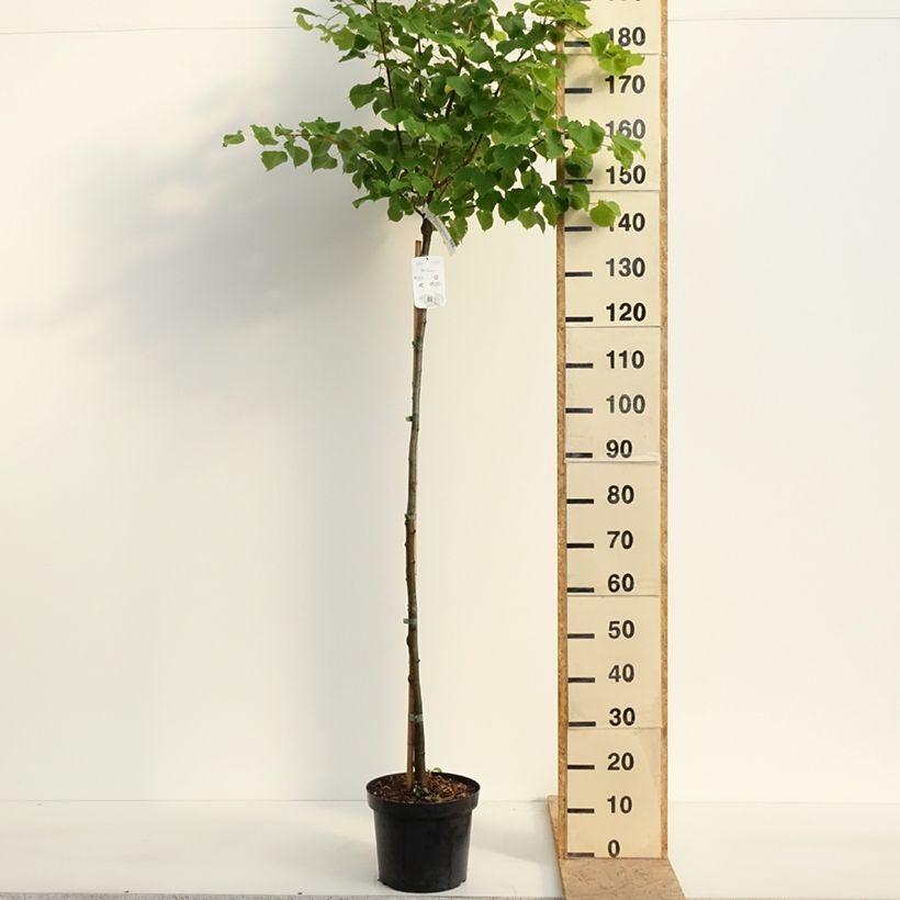 Example of Tilia cordata Winter Orange - Tiglio selvatico Vaso da 7,5L/10L, Vaso impalcato as you get in printemps