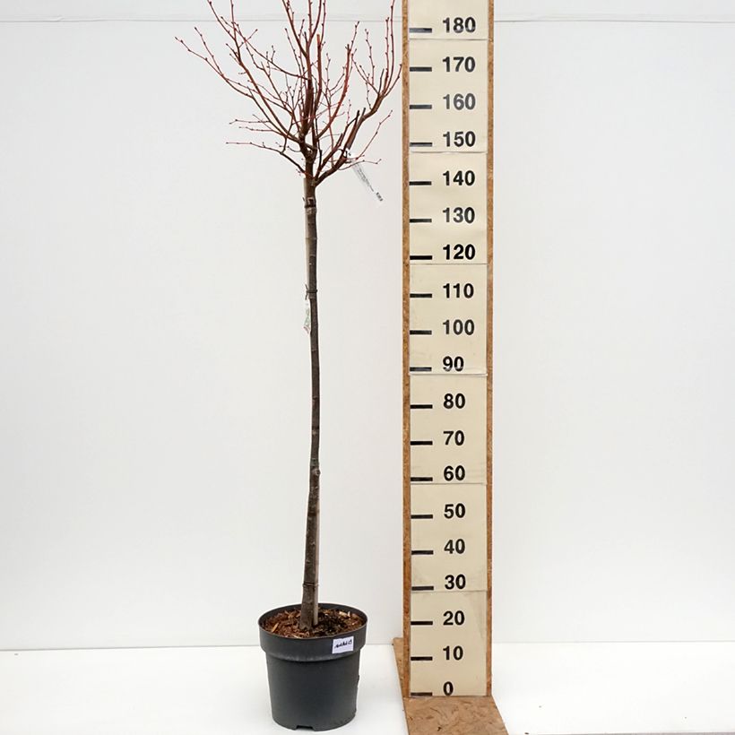 Esemplare di Tilia cordata Winter Orange - Tiglio selvatico Vaso da 7,5L/10L, Vaso impalcato come consegnato in autunno