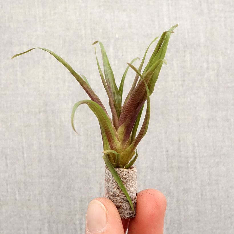 Example of Tillandsia Andreas - Pianta dell'aria mini-pianta as you get in printemps