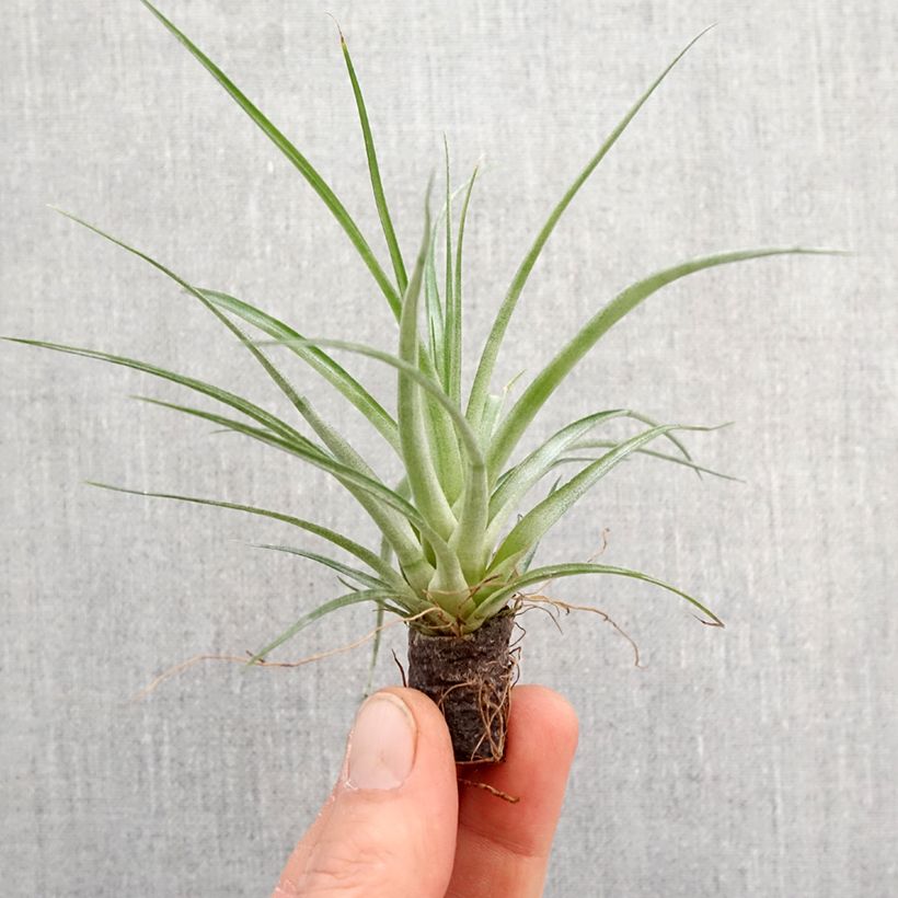 Tillandsia Mizuki - Pianta dell'aria mini-pianta esemplare consegnato in primavera