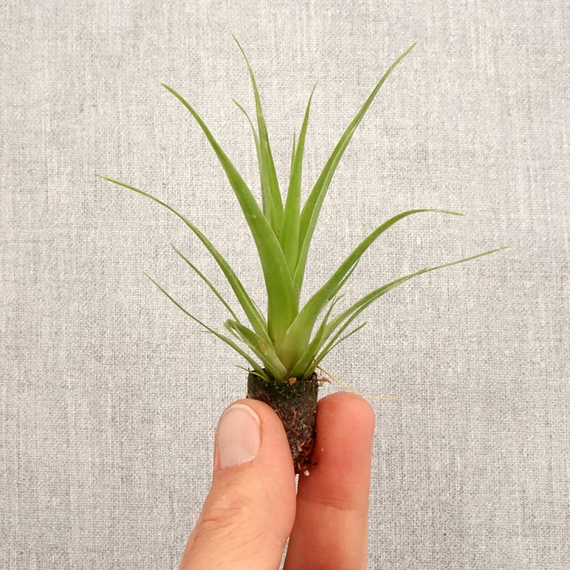 Tillandsia Naomi - Pianta dell'aria mini-pianta esemplare consegnato in primavera