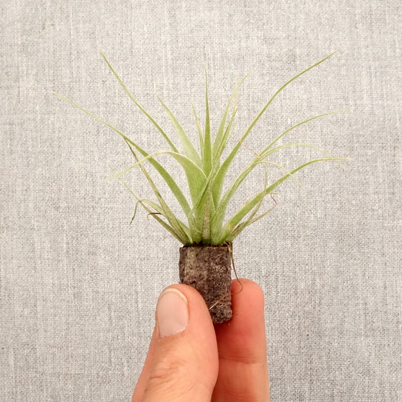 Tillandsia Samantha - Pianta dell'aria mini-pianta esemplare consegnato in primavera
