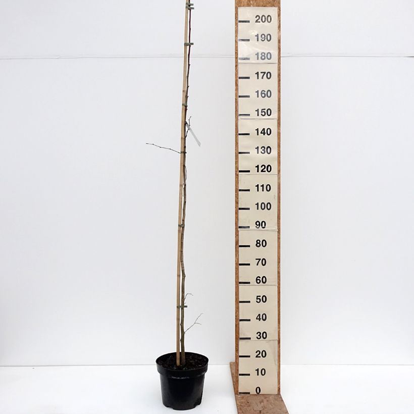 Tilia platyphyllos Laciniata - Tiglio nostrano Vaso da 7,5L/10L esemplare consegnato in inverno