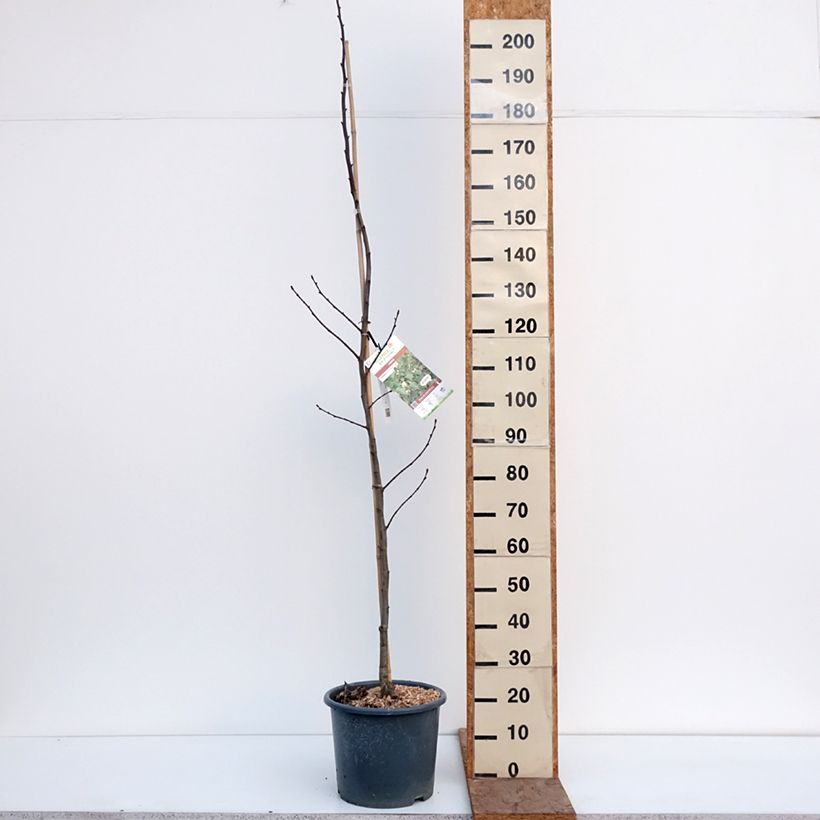 Tilia platyphyllos - Tiglio nostrano Vaso da 7,5L/10L esemplare consegnato in inverno