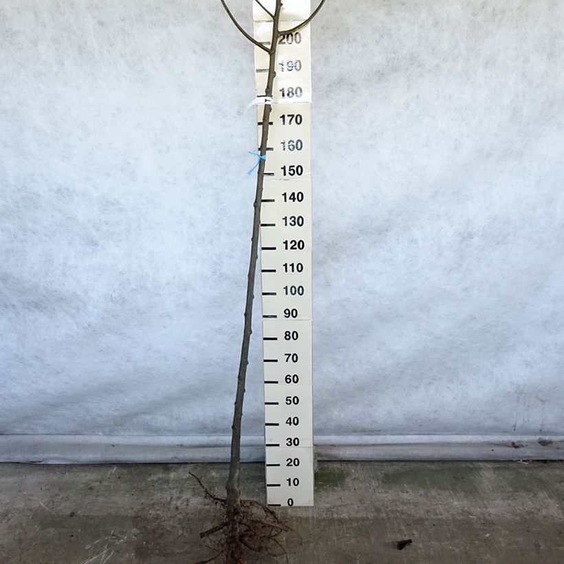 Tilia platyphyllos - Tiglio nostrano Piante grandi a radice nuda, Vaso impalcato esemplare consegnato in inverno