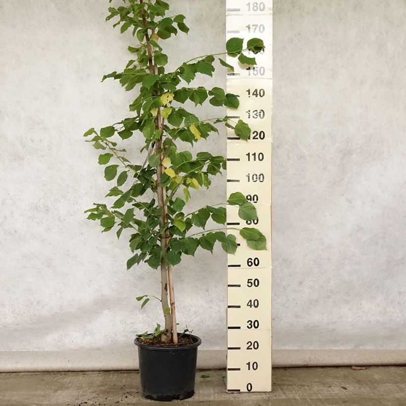 Esemplare di Tilia platyphyllos Rubra - Tiglio nostrano Vaso da 12L/15L, Astone alto consegnato in estate