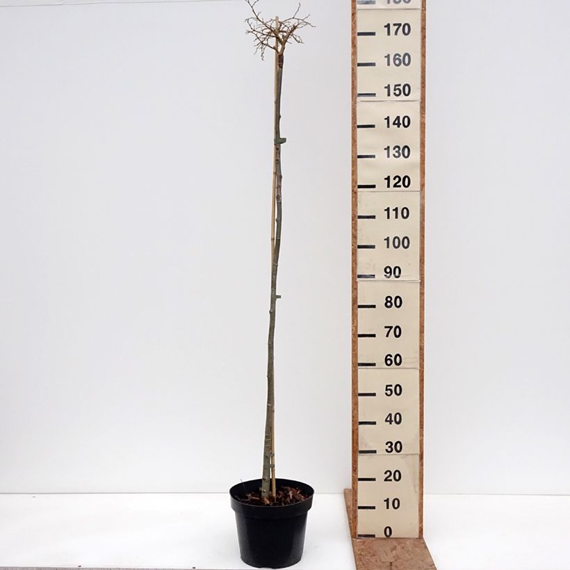 Tilia cordata Simone - Tiglio selvatico Vaso da 7,5L/10L, Vaso impalcato esemplare consegnato in inverno