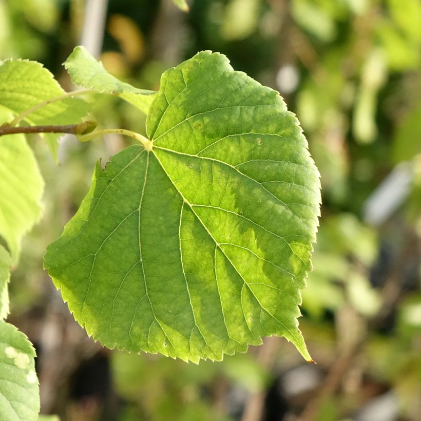 Tilia cordata Swedish Upright - Tiglio selvatico (Foliage)