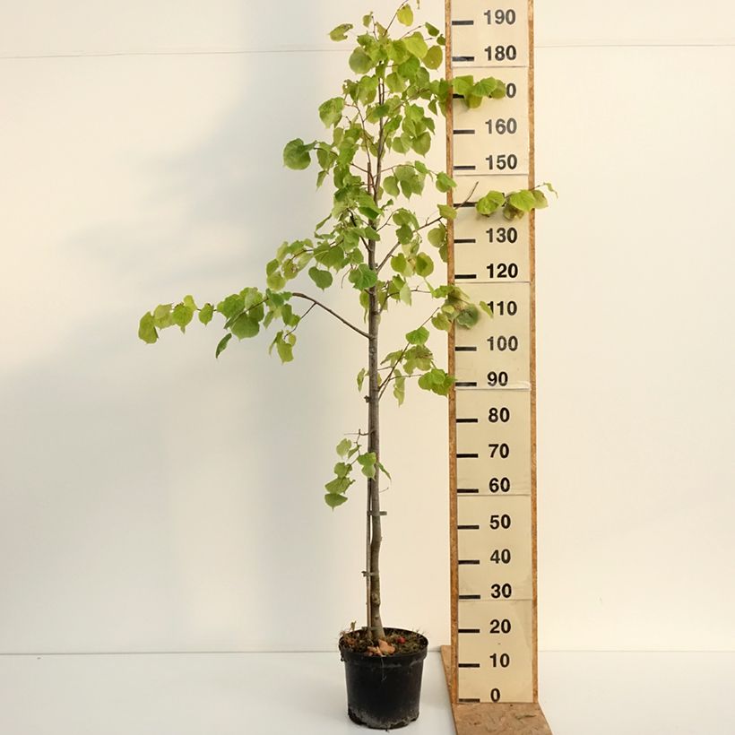 Esemplare di Tilia cordata Swedish Upright - Tiglio selvatico Vaso da 7,5L/10L consegnato in estate