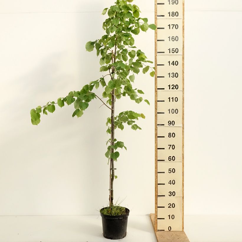Example of Tilia cordata Swedish Upright - Tiglio selvatico Vaso da 7,5L/10L as you get in printemps