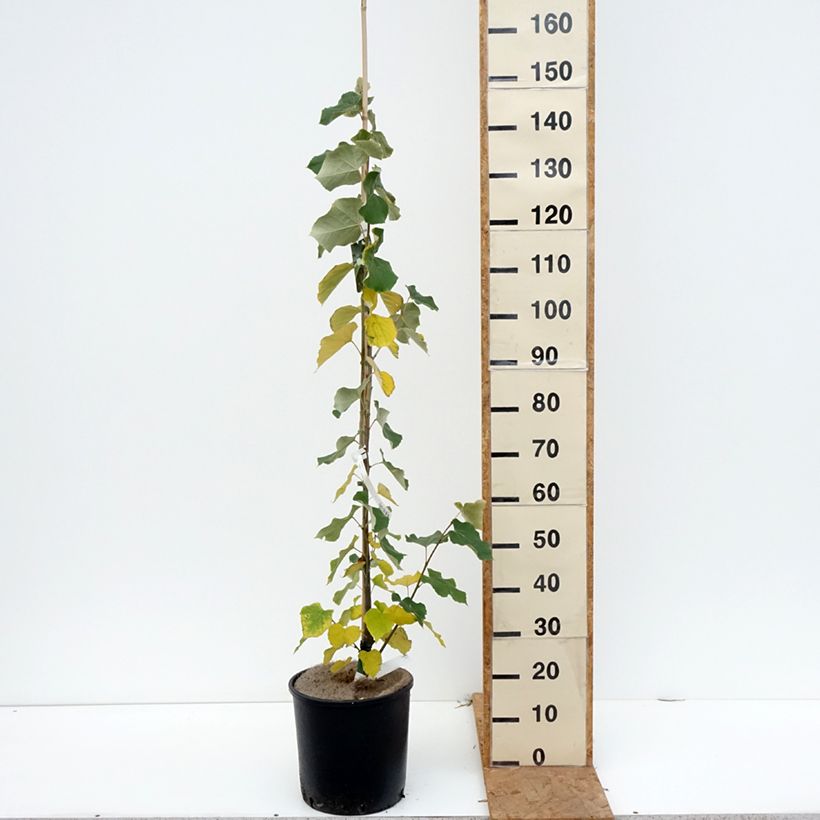 Esemplare di Tilia tomentosa - Tiglio argentato Vaso da 7,5L/10L come consegnato in autunno