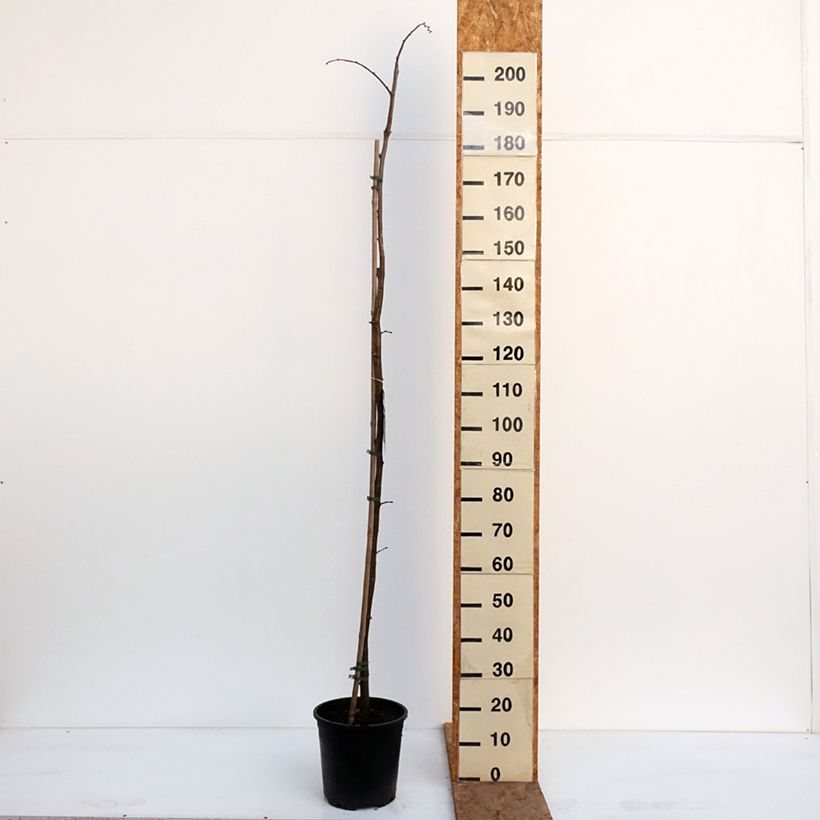 Tilia tomentosa - Tiglio argentato Vaso da 7,5L/10L esemplare consegnato in inverno