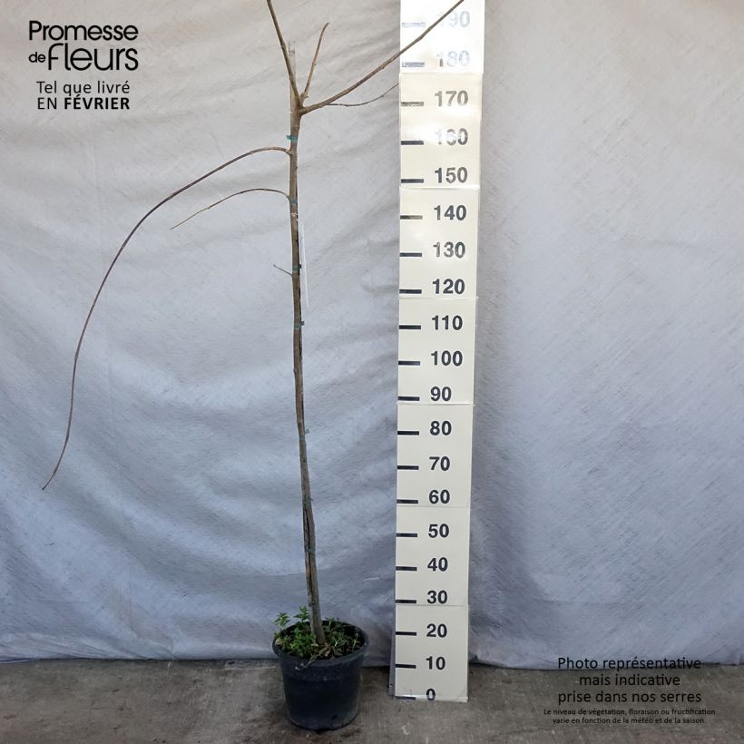 Tipuana tipu - Palo rosa, tipa Pot de 7,5L/10L esemplare consegnato in inverno