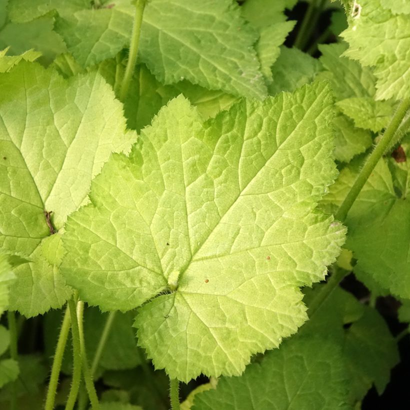 Tolmiea menziesii Cool Gold (Fogliame)