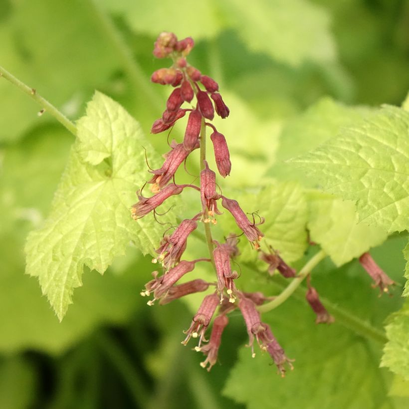 Tolmiea menziesii Cool Gold (Fioritura)