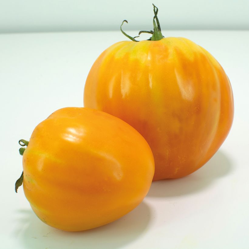 Pomodoro cuore di bue/Beefsteak Ochsenherz Orange (Harvest)