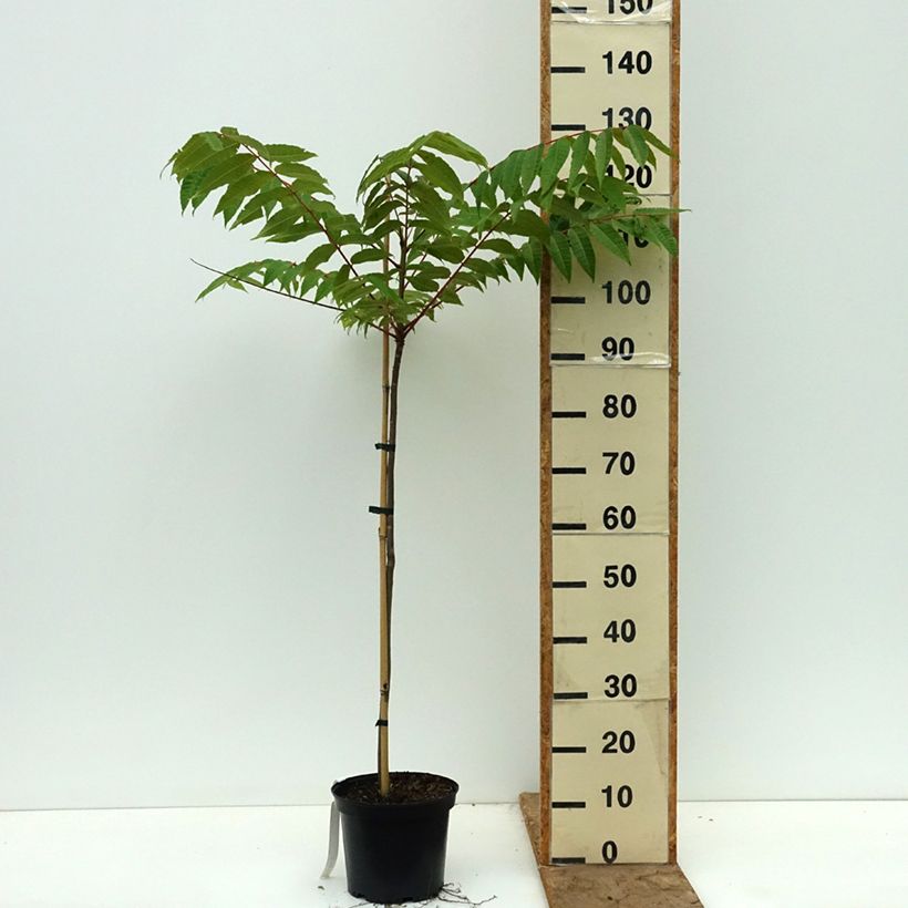 Toona sinensis Vaso da 3L/4L esemplare consegnato in primavera