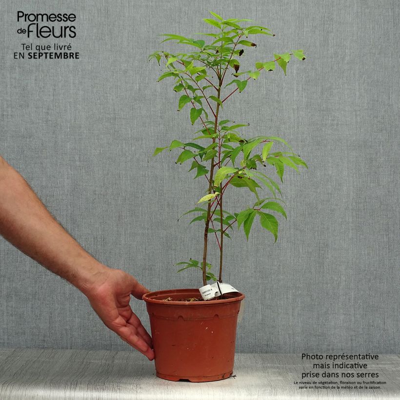 Esemplare di Toona sinensis Flamingo - Acajou de Chine Pot de 2L/3L come consegnato in autunno