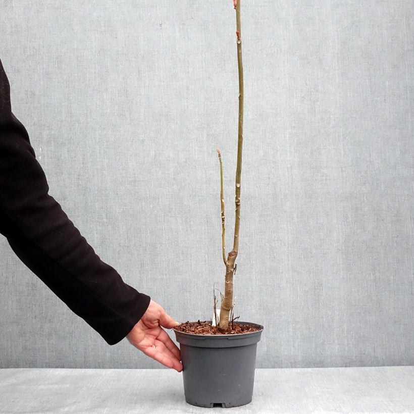 Example of Toona sinensis Flamingo Vaso da 2L/3L as you get in printemps