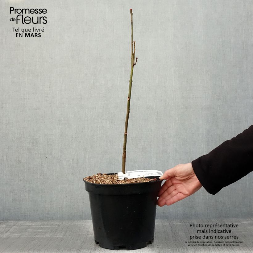 Example of Toona sinensis Flamingo Vaso da 4L/5L as you get in printemps