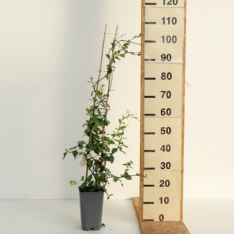Esemplare di Trachelospermum asiaticum - Falso gelsomino asiatico Vaso da 2L/3L consegnato in estate