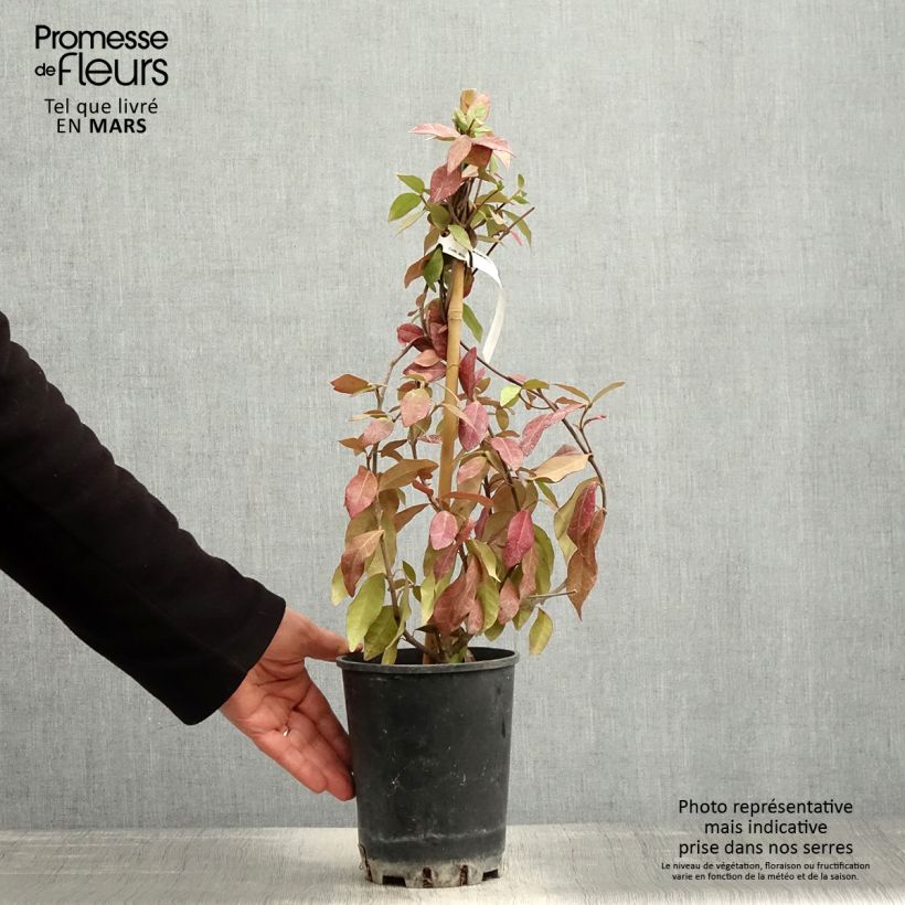 Trachelospermum asiaticum - Falso gelsomino asiatico Vaso da 2L/3L esemplare consegnato in primavera