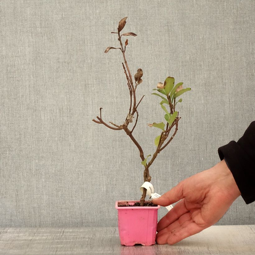 Trachelospermum asiaticum Pink Showers - Falso gelsomino asiatico Vasetto da 8/9 cm esemplare consegnato in primavera