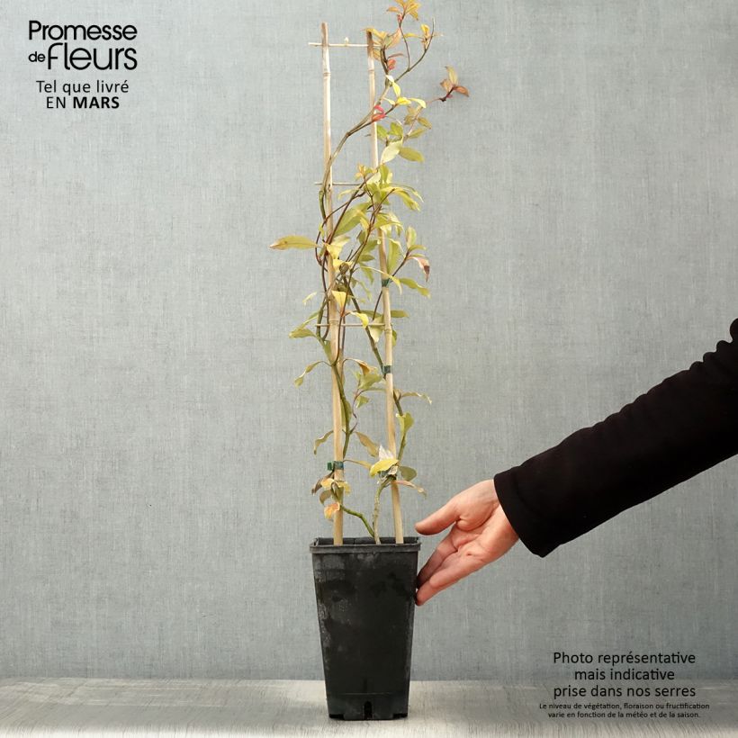 Trachelospermum asiaticum Pink Showers - Falso gelsomino asiatico Vaso da 2L/3L esemplare consegnato in primavera