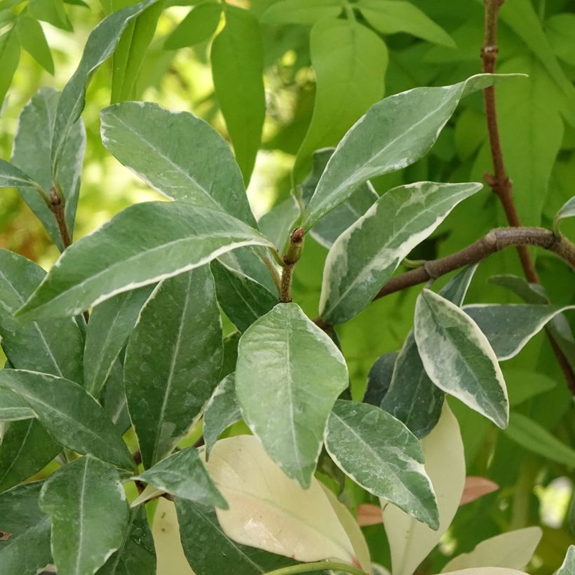 Trachelospermum asiaticum Star of Milano - Falso gelsomino asiatico (Fogliame)