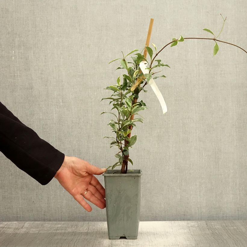 Esemplare di Trachelospermum asiaticum Star of Milano - Jasmin étoilé Pot de 1,5L/2L come consegnato in autunno